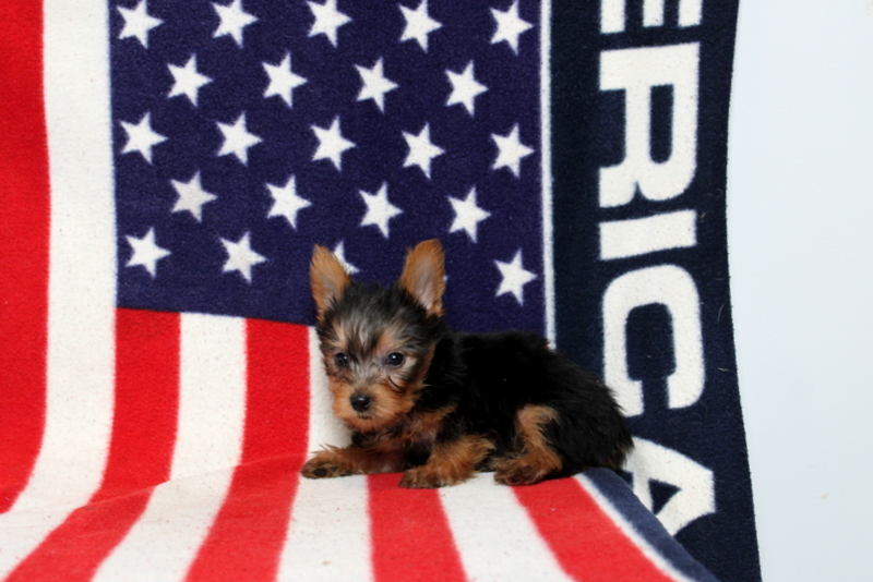 puppy, for, sale, Yorkshire Terrier, Matthew B. Stoltzfus, dog, breeder, Gap, PA, dog-breeder, puppy-for-sale, forsale, nearby, find, puppyfind, locator, puppylocator, aca
